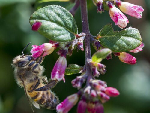 Het gaat slecht met de insect: rampzalig voor de natuur