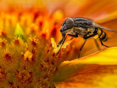 Imker Peter had een baard van 20.000 bijen op zijn gezicht