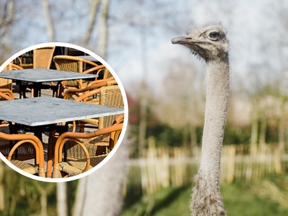Voorspelstruisvogel Patty benoemt zichzelf tot Para Patty