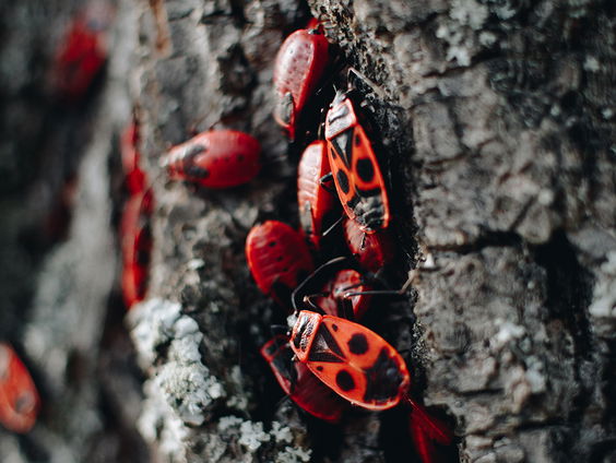 Luisteraar Waldemar stelt een kriebelig Alle 13 thema voor