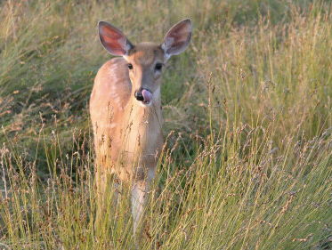 Pas op voor reeën! Ze lette niet goed op bij oversteken, want ze zijn bronstig