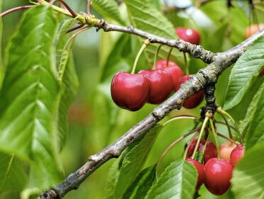Siem pit praktisch tussen de kersen en moest op om de oogst te redden door de vorst