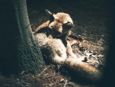 10,9 miljoen dieren dood. Sorry.