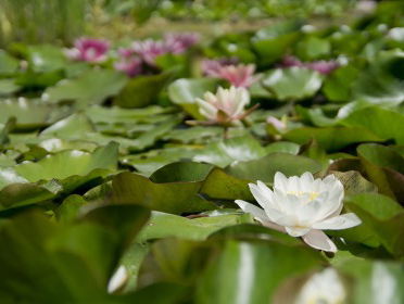 Utrecht heeft de grootste waterlelie ter wereld!