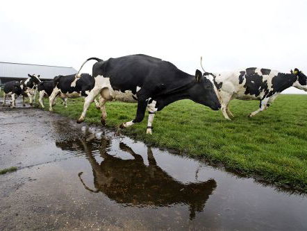 Bart Eeckhout over het Belgische slachthuis en de moord op burgemeester Moeskroen