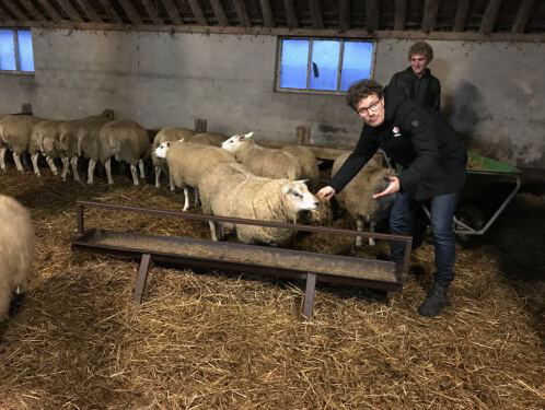 Verkiezing van het Mooiste Schaap van Nederland