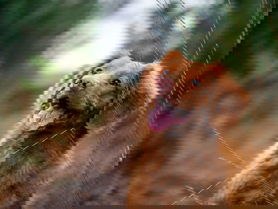 Hanne Tersmette: ''Wild steeds vaker slachtoffer van loslopende honden''