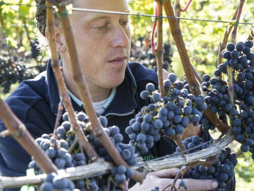 Het is een topjaar voor Nederlandse wijnboeren