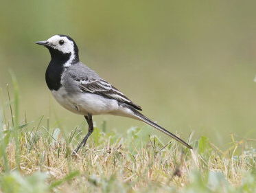 Vogeltje zorgt ervoor dat paasviering met -vuur niet doorgaat