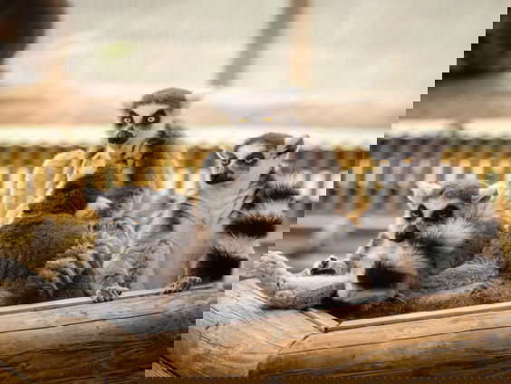 De Coverbak in Madagascar