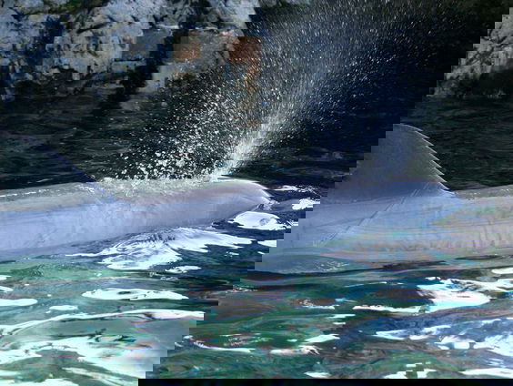 Onderzoeker Lonneke IJsseldijk hoopt het mysterie van aangespoelde bruinvis in Elburg op te lossen