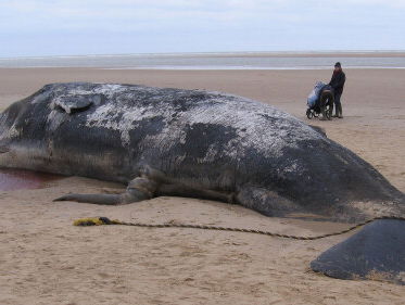 Lonneke zat ín de aangespoelde potvis. Echt! Alles voor de wetenschap