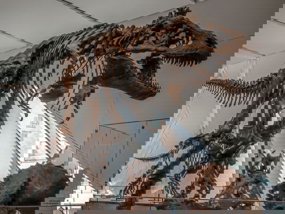 Waarom dinokenner Gijs Rademaker de grote dino-expositie in Amsterdam mijdt