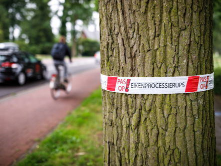 Boswachter Tim over het oprukken van de eikenprocessierups