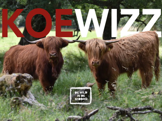 De Koe-Wizz!