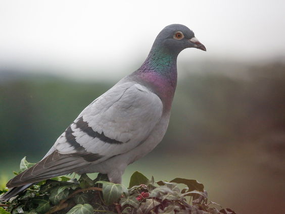 Waarom leveren Belgische duiven telkens zo ontzettend veel geld op?