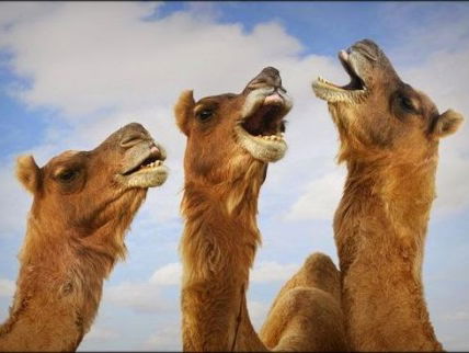 "Ik zit op een kameel": Hit in wording.