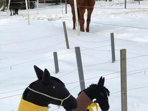 In Finland rijd je paard zonder paard