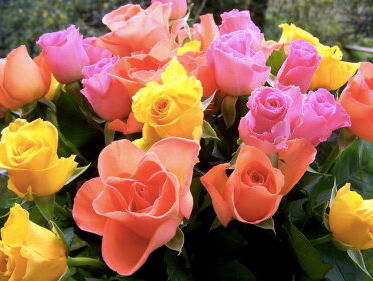 John ontwikkelde nu al een kampioensroos voor het Feyenoord-kampioenschap