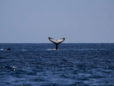 Babyboom onder walvissen, en dan vooral bultruggen en da's goed nieuws!