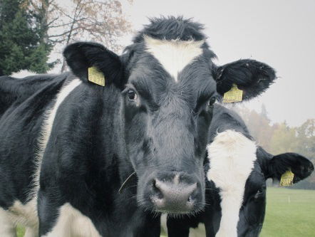 Waar komt het stikstof-probleem ineens vandaan?