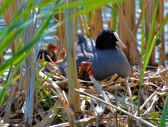 Boswachter Auke-Florian Hiemstra roept op om meerkoetnesten te inspecteren