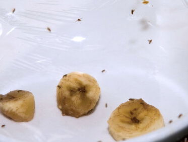 Waar komen die fruitvliegjes ineens vandaan?
