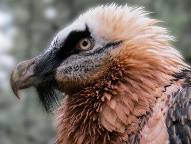 Marcel zag in Zeeland de grootste vogel van Europa