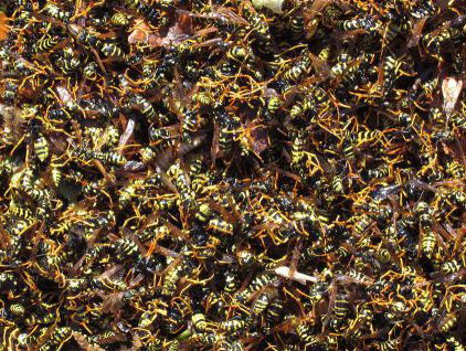 Tjeerd Blacquiere over de wesp des doods