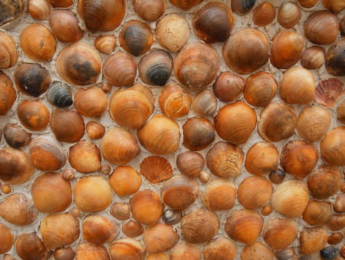 Hoe Zeeuws is de Zeeuwse mossel?