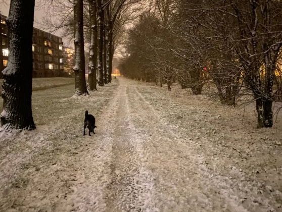 Kledingadvies: kleed je wit, op wereld sneeuwdag