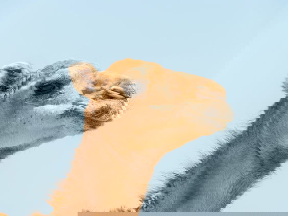 Covers raden tussen de kamelen in Tunesië