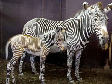 Zebraatje naar buiten in Artis