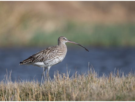 Omarm de Wulp, vogel van het jaar 2019