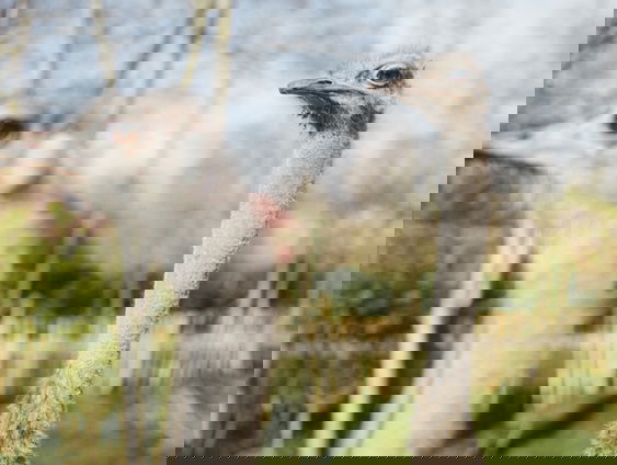 Jan-Willem Start Op eerste radioshow met een adoptiedier