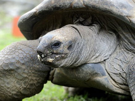 Nieuw verblijf voor de reuzenschildpadden in Ouwehands Dierenpark