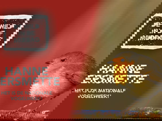 Boswachter Hanne Tersmette over het laatste weekend van de Nationale Vogelweek