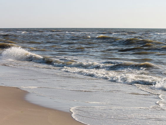 Waarom spoelen er zo veel butskoppen aan in Nederland?