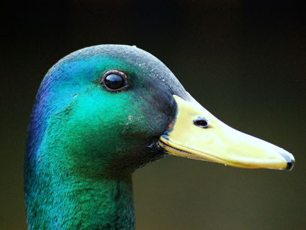 Komt er écht een eenden-voeren-kliklijn? Gelukkig lag het allemaal iets genuanceerder...