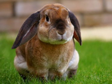 Maaike heeft een tuin vol geredde konijnen
