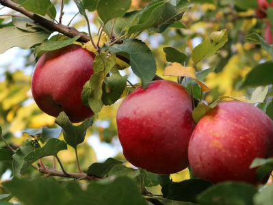 Waarom wordt mijn klokhuis niet een appelboom?