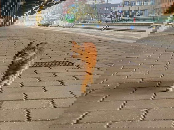 Beroemde stationskat Sunny uit Deventer is doodgereden op eigen station