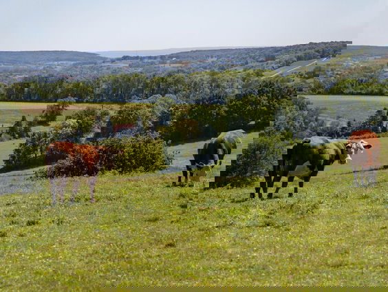 Noodkreet van Angelique: "Ga niet annuleren en kom naar Limburg!"