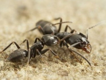 We komen om in de mediterrane draaigatjes. Hoe kan dat?