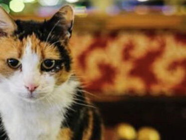 Cafékat Poekie mag niet meer het café in van de Voedsel- en Warenautoriteit