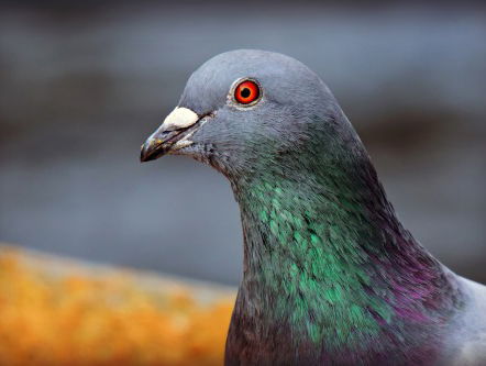 De Belgische Joël Verschoot huurde een bodyguard voor zijn duif van 1,2 miljoen euro