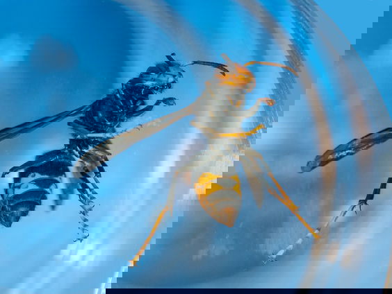 Aziatische hoornaar in je tuin bestrijden? Dan moet je nu in actie komen!