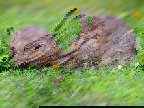 Een heel zielig verhaal over het konijn van Jeroen
