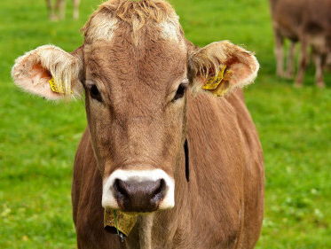 We spelen de Koe-wizzz!