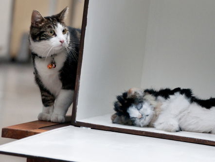 Sabine van der Helm traint dieren speciaal voor commercials, films en theater